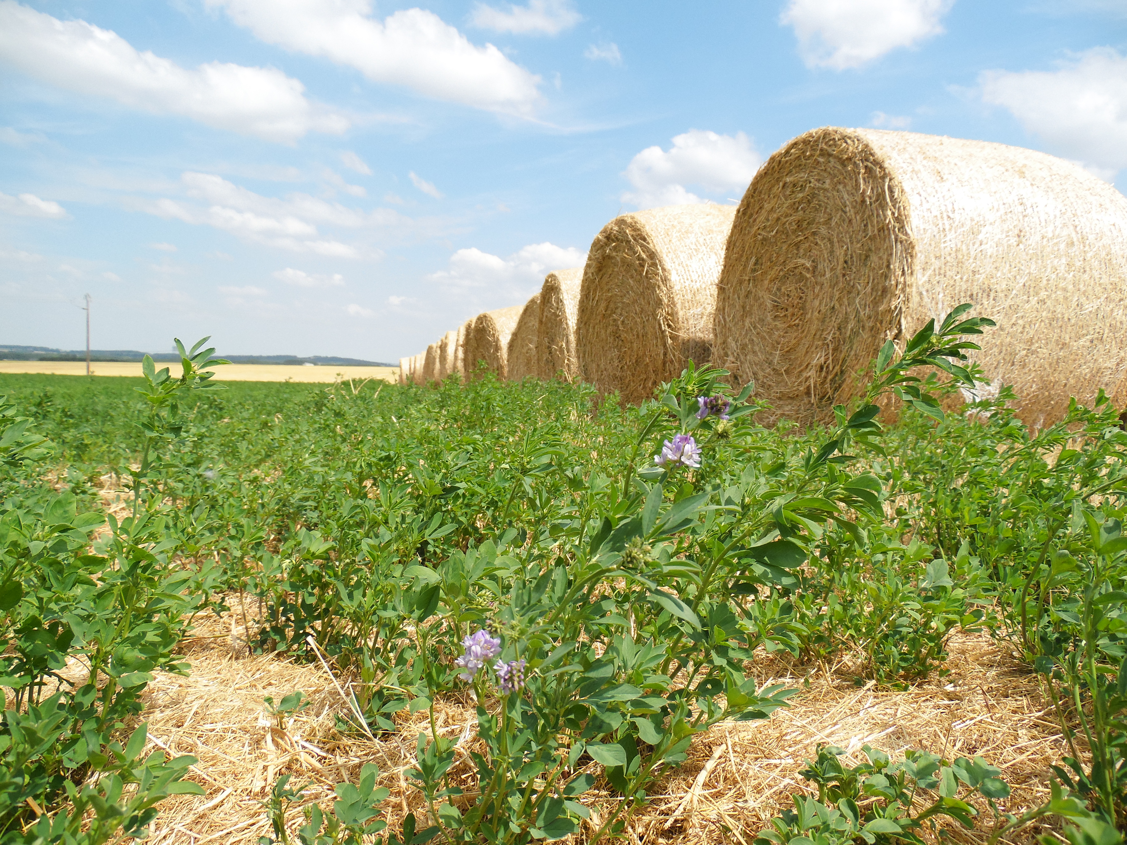 AMI : Accompagner les organisations professionnelles agricoles dans le développement de l’agro-écologie AMI : Accompagner les organisations professionnelles agricoles dans le développement de l’agro-écologie