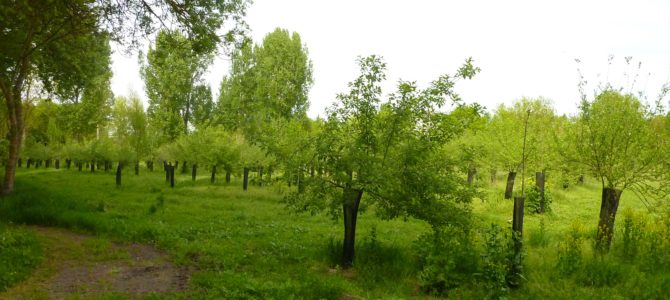 AAC 16 : Aides dans le cadre du Plan de Compétitivité et d’Adaptation des Exploitations agricoles (PCAE)