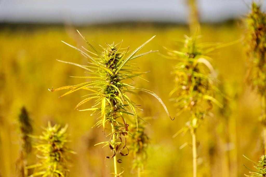 [Vienne] Grand Poitiers développe la culture du chanvre pour la qualité de l’eau