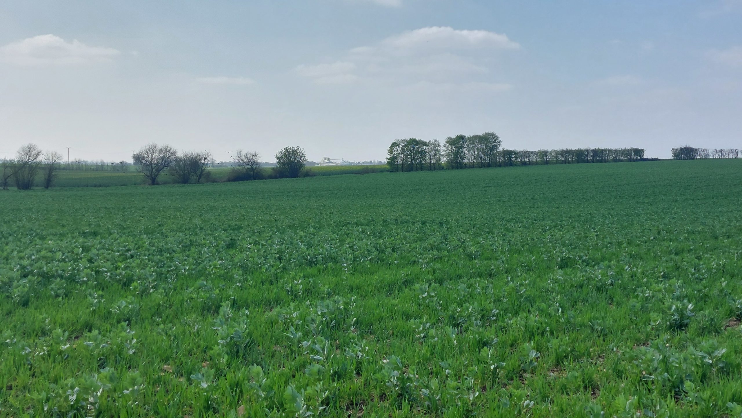 Fiche REX – Expérimentation de couverts végétaux en agriculture biologique (16)