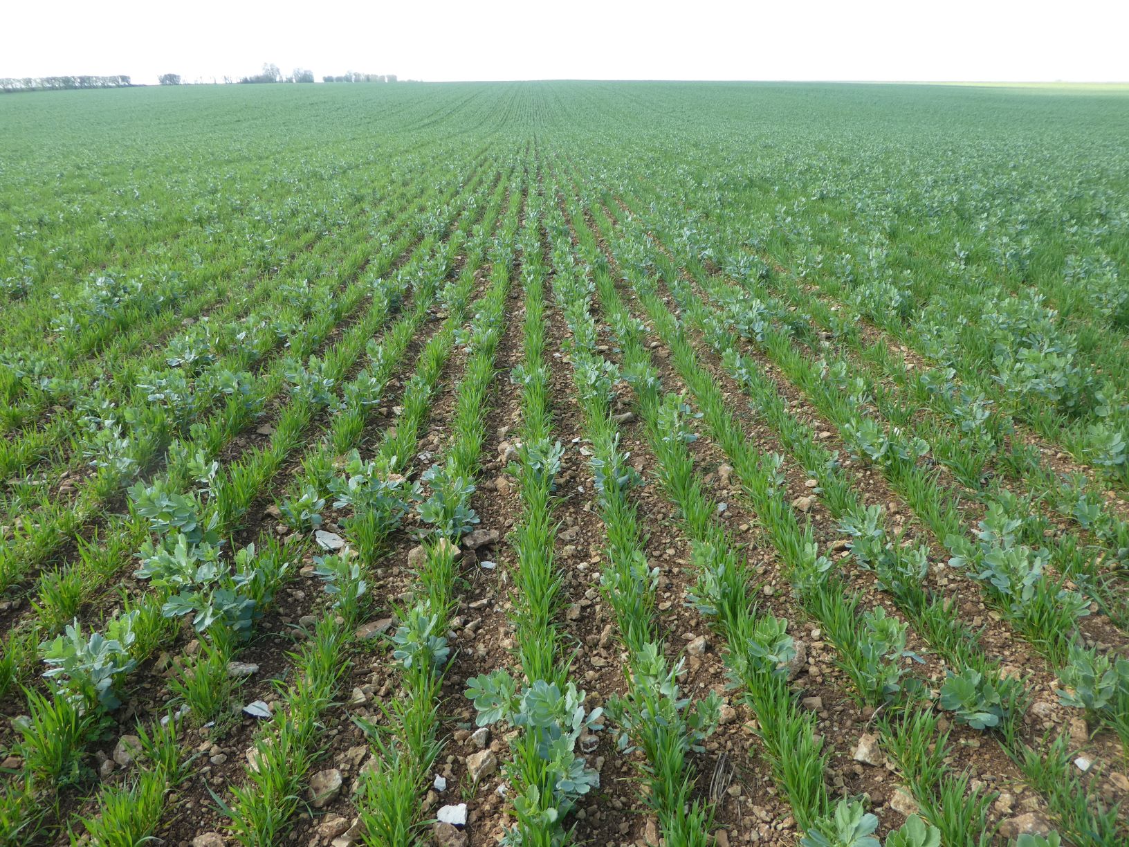 Fiche REX : développer les couverts végétaux pour réduire les concentrations nitrates en eaux brutes Fiche REX : développer les couverts végétaux pour réduire les concentrations nitrates en eaux brutes